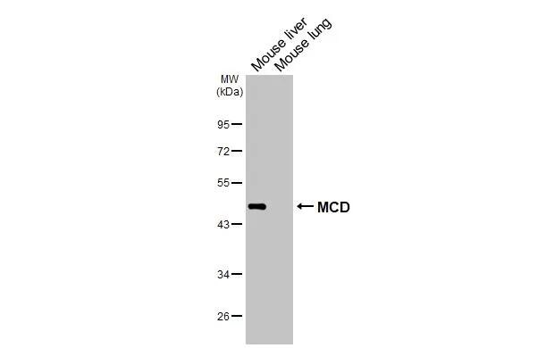 MLYCD Antibody - Azide and BSA Free