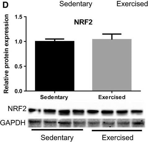 Nrf2 Antibody