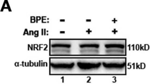 Nrf2 Antibody