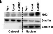 Nrf2 Antibody