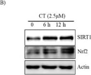 Nrf2 Antibody