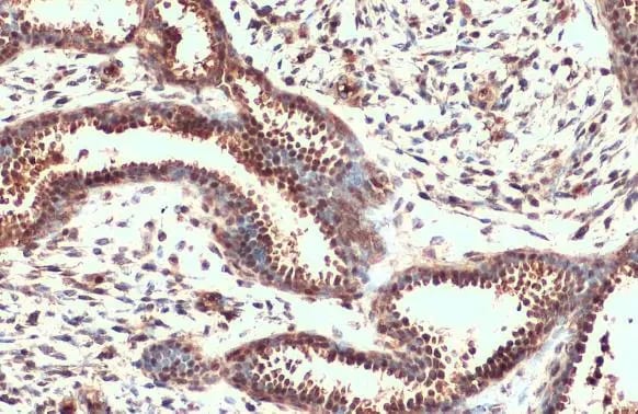 Nrf2 Antibody