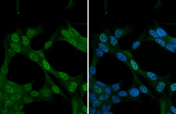 Nrf2 Antibody