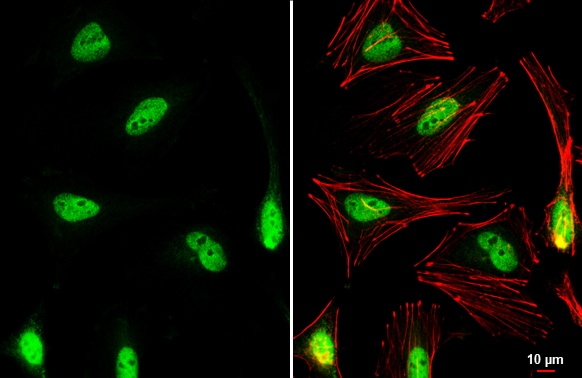 Nrf2 Antibody