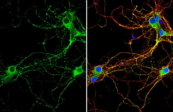 Rab3C Antibody - BSA Free