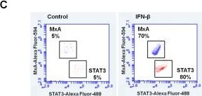 MxA/Mx1 Antibody - BSA Free