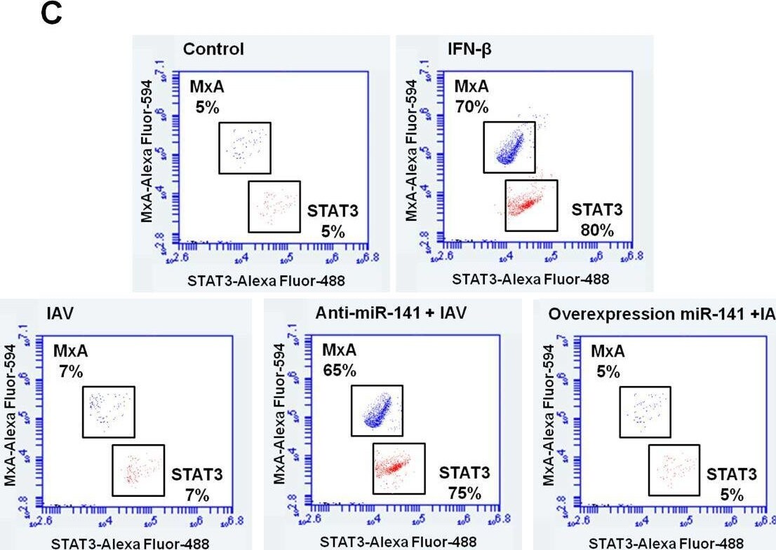 MxA/Mx1 Antibody - BSA Free