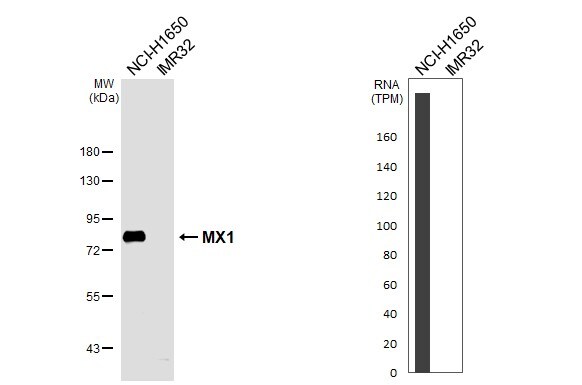 MxA/Mx1 Antibody - BSA Free