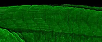 TC21/R-Ras2 Antibody