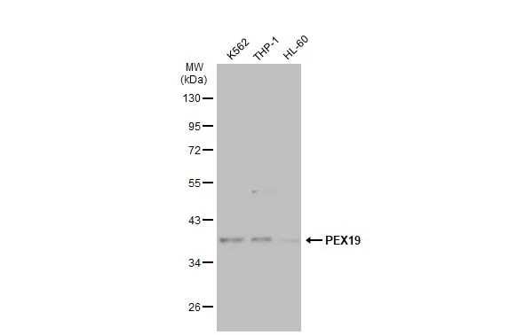 PEX19 Antibody
