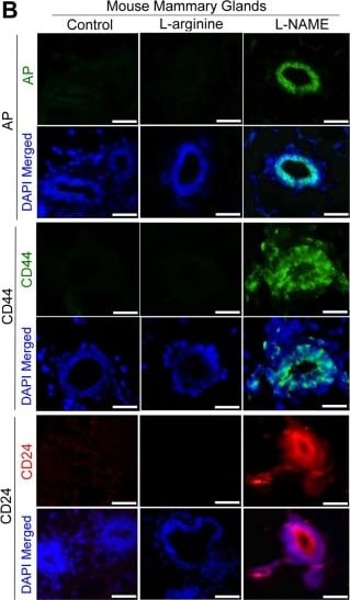 Alkaline Phosphatase, Tissue Non-Specific Antibody - BSA Free