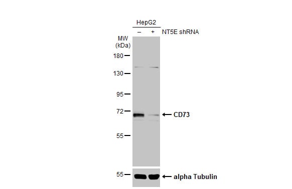 5'-Nucleotidase/CD73 Antibody