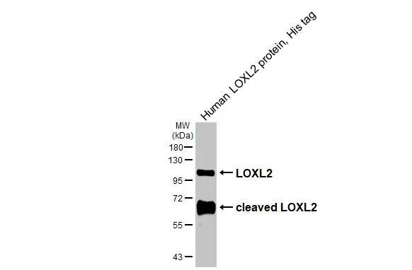 Lysyl Oxidase Homolog 2/LOXL2 Antibody - BSA Free