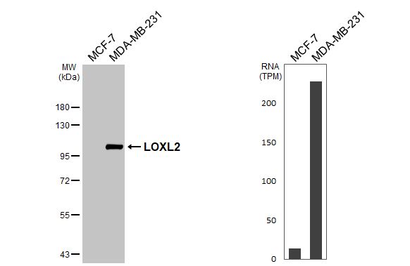 Lysyl Oxidase Homolog 2/LOXL2 Antibody - BSA Free