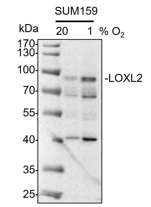 Lysyl Oxidase Homolog 2/LOXL2 Antibody - BSA Free