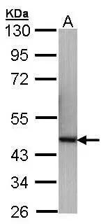 p40 Antibody - BSA Free
