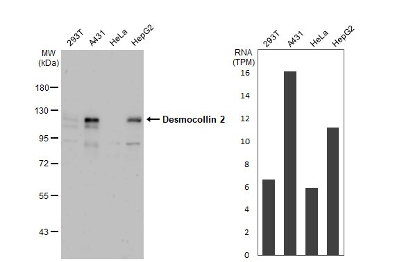 Desmocollin-2 Antibody