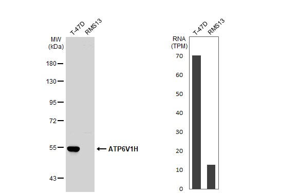 ATP6V1H Antibody