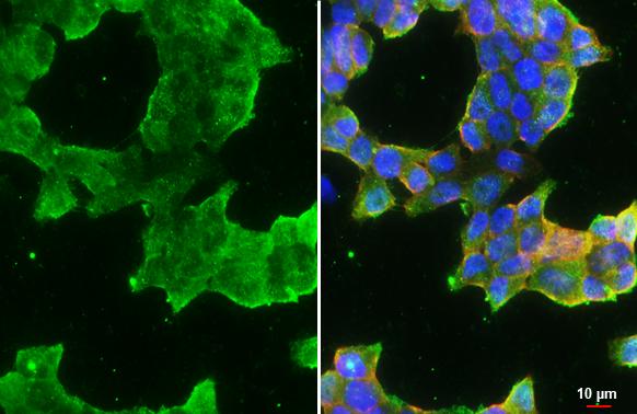 ATP6V1H Antibody - BSA Free