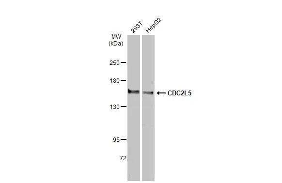 CDC2L5 Antibody - BSA Free