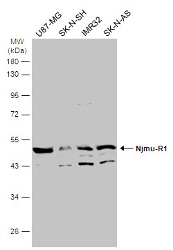Njmu-R1 Antibody