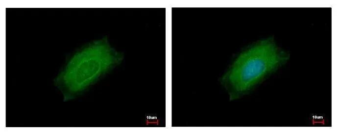 Cyclin B2 Antibody - BSA Free