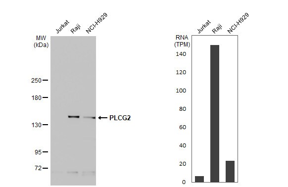 PLC-gamma 2 Antibody