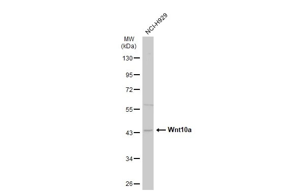 Wnt-10a Antibody