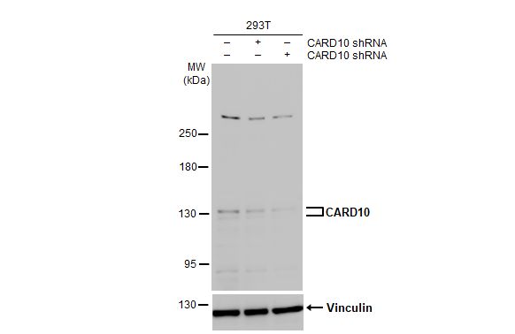 CARD10 Antibody
