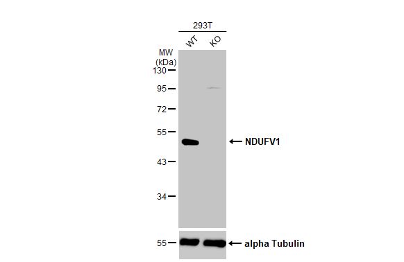 NDUFV1 Antibody