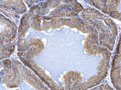 ERP29 Antibody