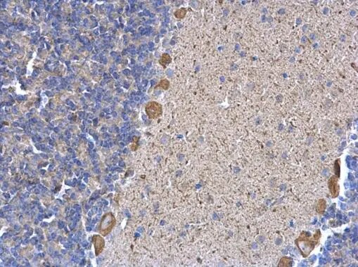 ERP29 Antibody