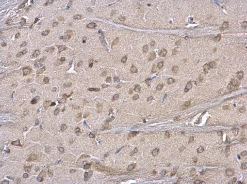ERP29 Antibody