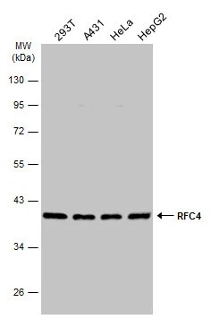 RFC4 Antibody