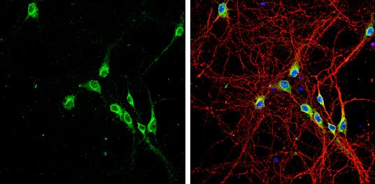 Lgi1 Antibody - BSA Free