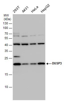 VHR/DUSP3 Antibody