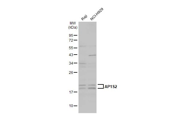 AP1S2 Antibody