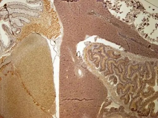 MCM4 Antibody