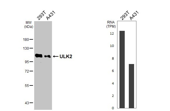 ULK2 Antibody - BSA Free