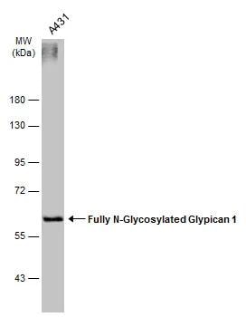 Glypican 1 Antibody