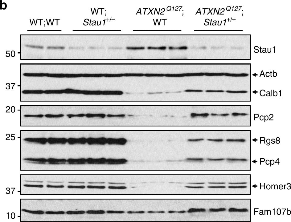 Staufen Antibody