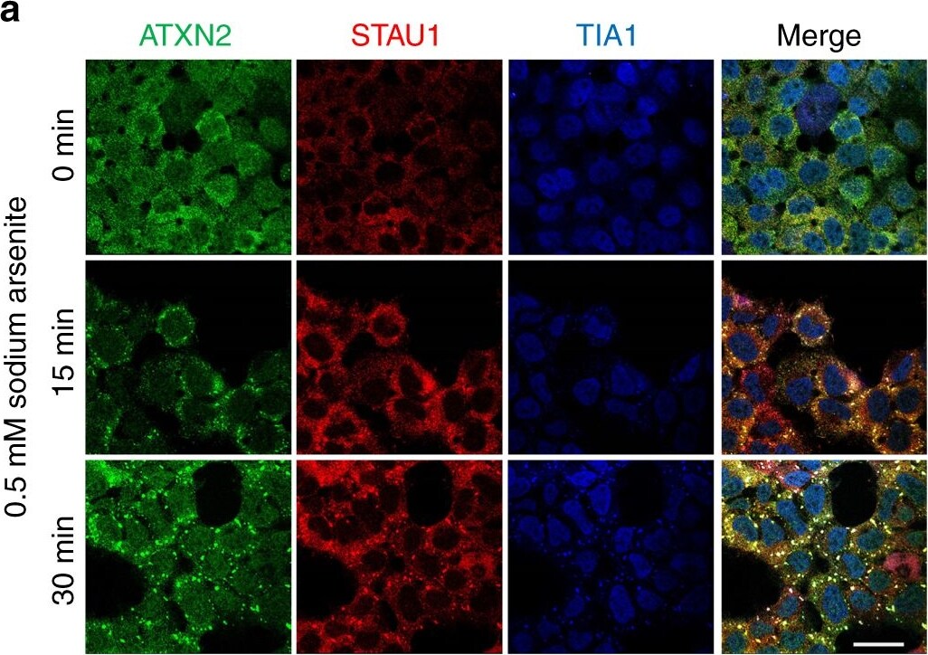 Staufen Antibody