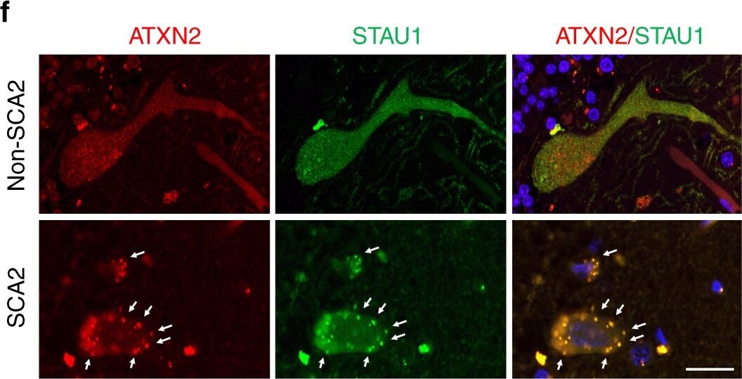 Staufen Antibody