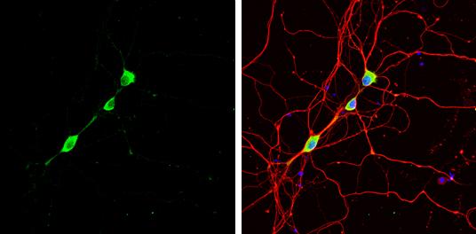 Staufen Antibody - BSA Free