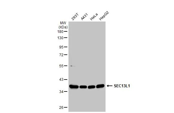 SEC13 Antibody