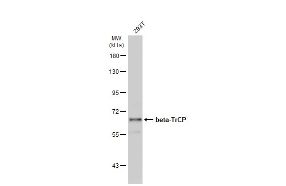 beta-TrCP1/BTRC Antibody