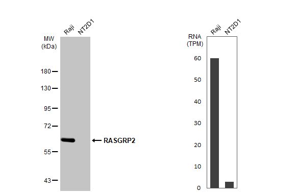 RASGRP2 Antibody