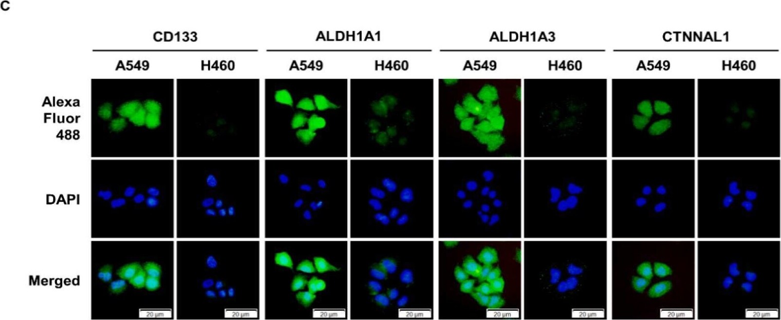 CTNNAL1 Antibody - BSA Free
