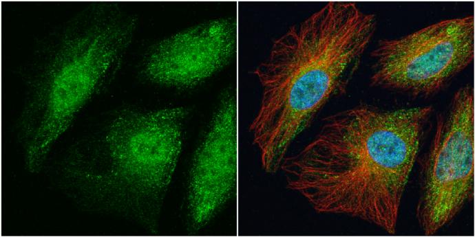 TRAF-6 Antibody - BSA Free
