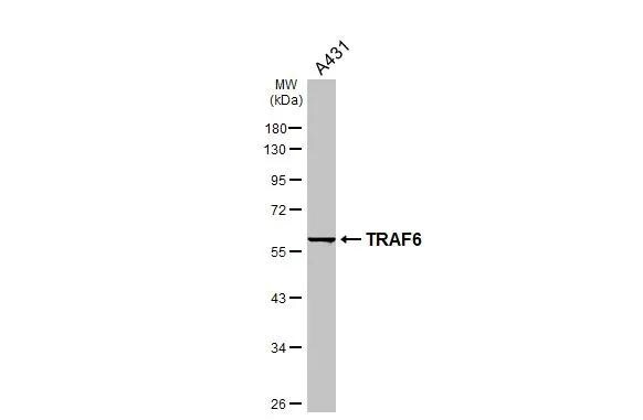 TRAF-6 Antibody - BSA Free